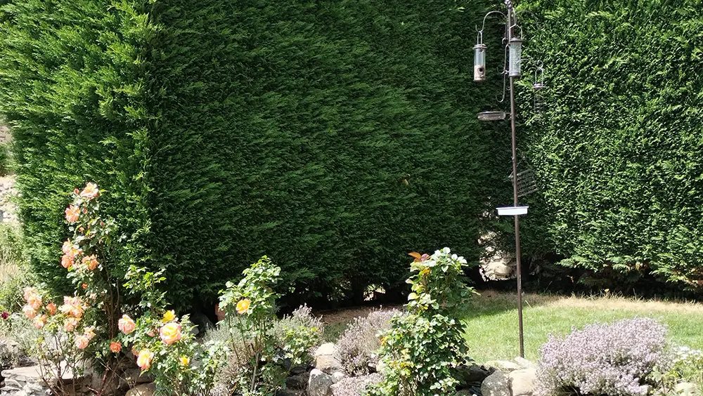 Jardí amb menjador ocells